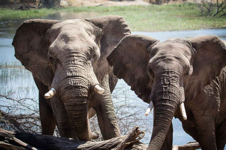 Why Do Elephants Have an Exceptional Memory? Malevus