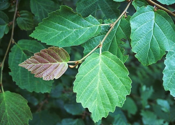 Hamamelis virginiana or witch hazel