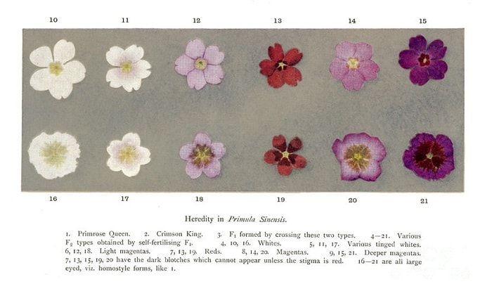 A page from William Bateson's Mendel's Principles of Heredity (published in 1909) shows all the different traits resulting from a cross-pollution of two different types of flowers