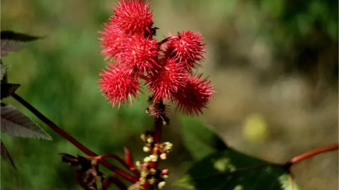 Castor oil plant grows in the Mediterranean and Aegean.