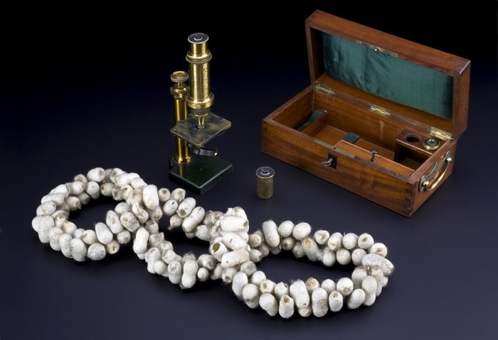 The microscope, other instruments, and silk cocoons Pasteur used to study silkworm disease pebbles in the 1860s.