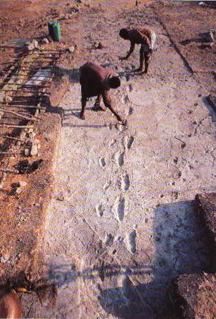 Mary Leakey's most extraordinary discovery:  3 million-year-old footprint series of the first  hominins in Laetoli, Tanzania.