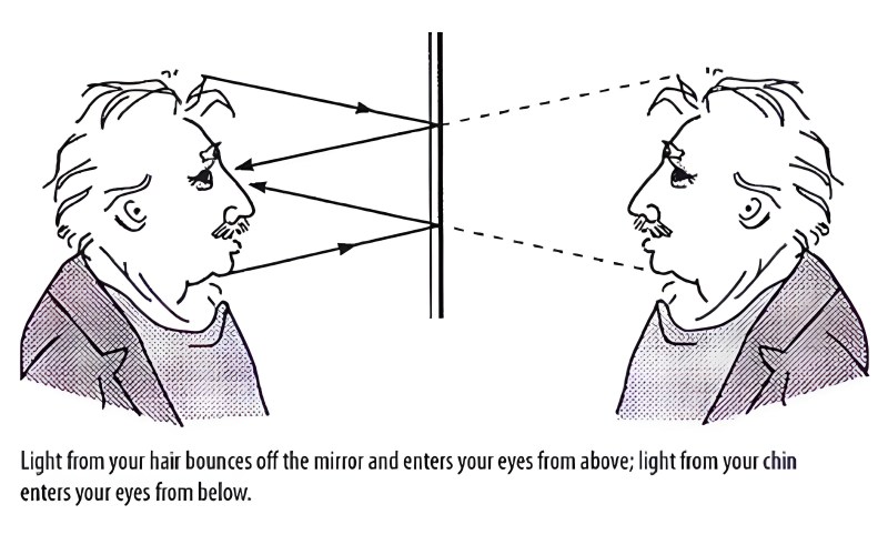 Light from your hair bounces off the mirror and enters your eyes from above; light from your chin enters your eyes from below