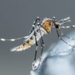 Where do mosquitoes go in the winter?