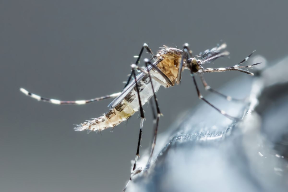 Where do mosquitoes go in the winter?