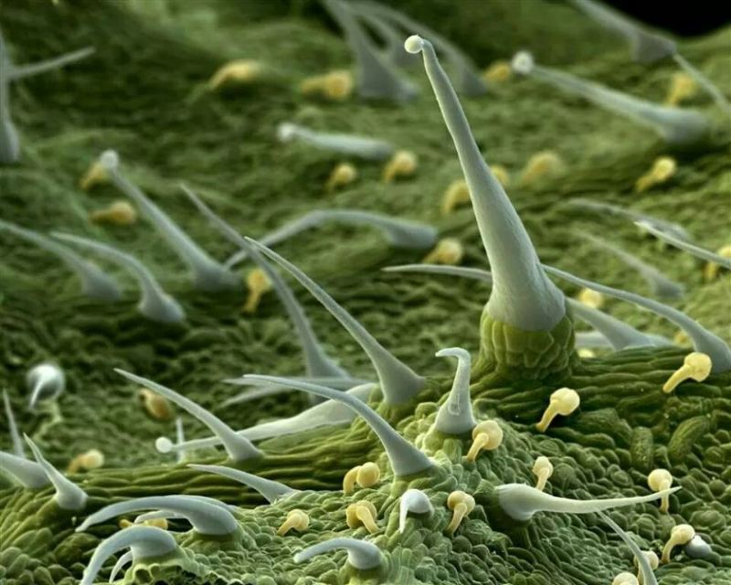 Stinging nettle under a microscope.