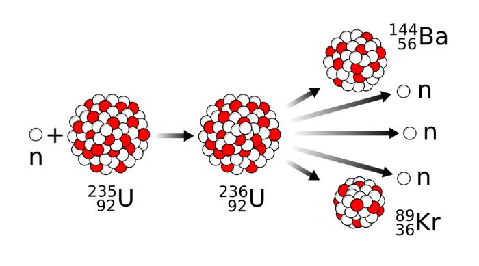 The basic principle behind the chain reaction in neutron-induced fission of uranium nuclei. 