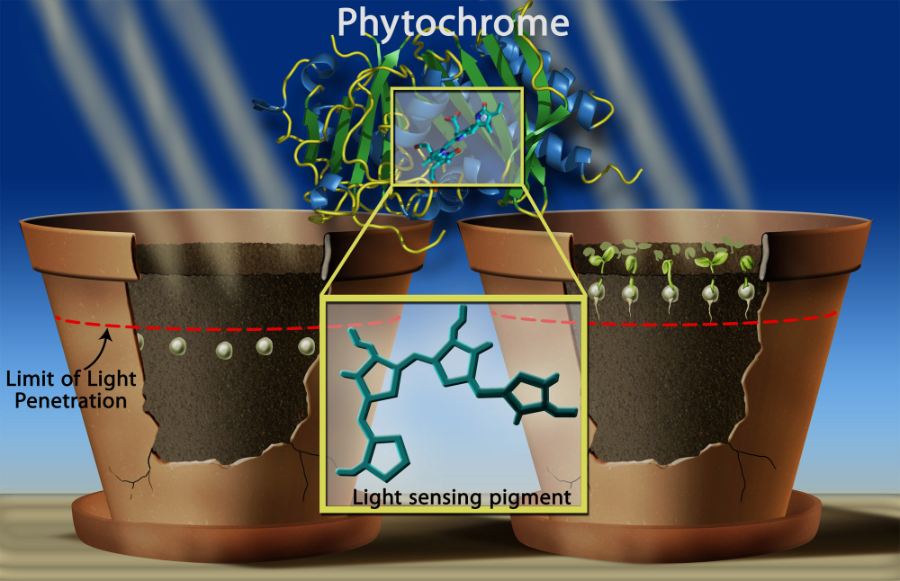 Plants are able to detect light through phytochromes proteins