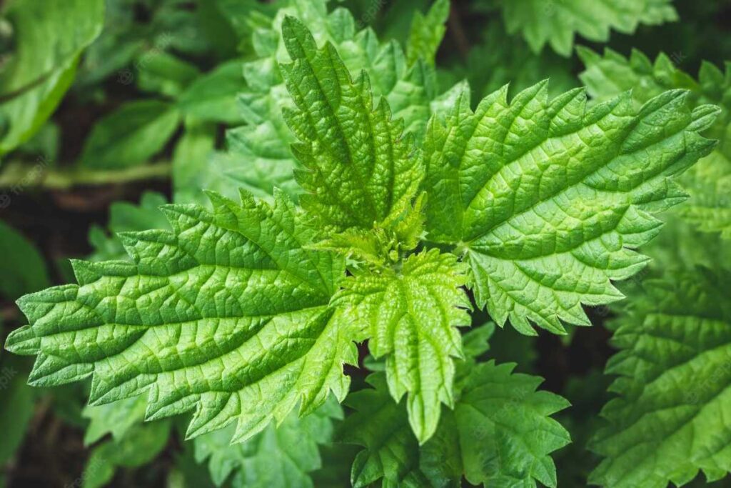 Why Do Nettles Sting? Malevus