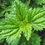 stinging nettle