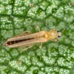 Are thrips really the indicators of thunderstorms?