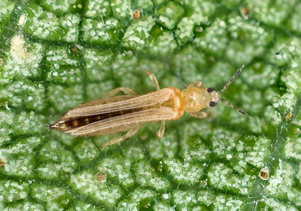 Are thrips really the indicators of thunderstorms?