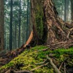 How much energy do trees need in kilowatt-hours