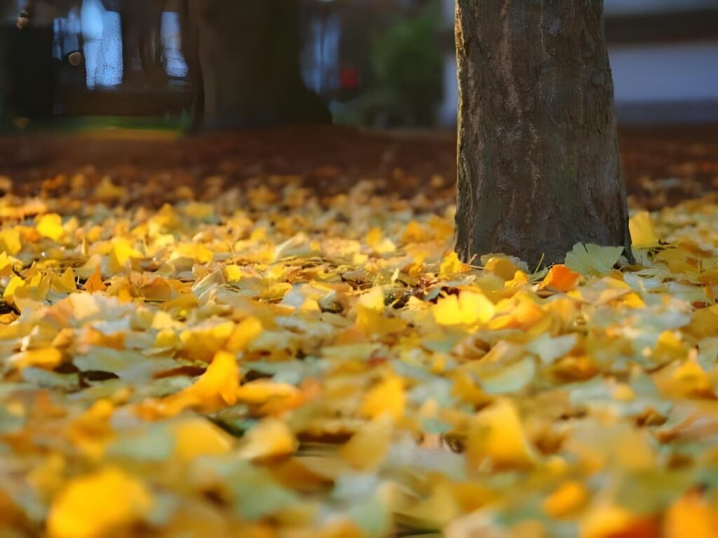 Why Don't All Trees Lose Their Leaves in the Fall? Malevus