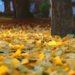 Why don't all trees lose their leaves in the fall