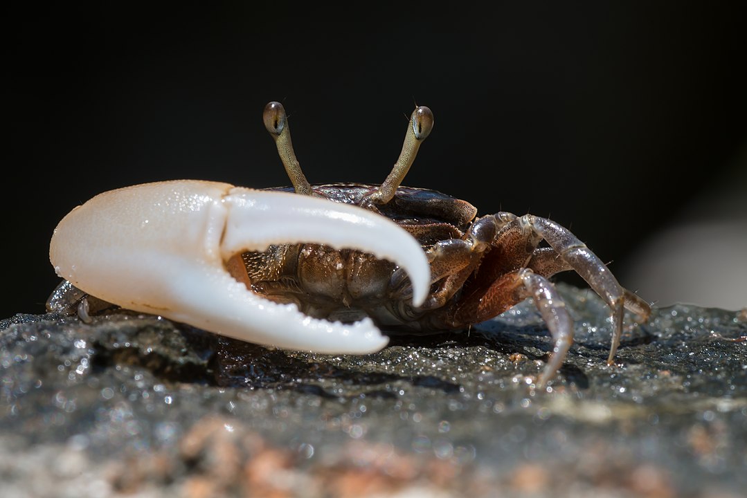 In the intertidal zone, the fiddler crab emerges from its burrow during low tide and retreats before high tide. 