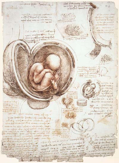 Da Vinci's study of a fetus.