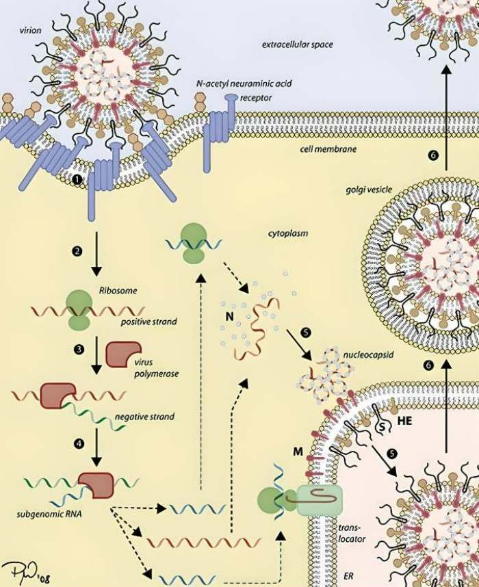 Coronaviruses multiplication with its own RNA factory 1