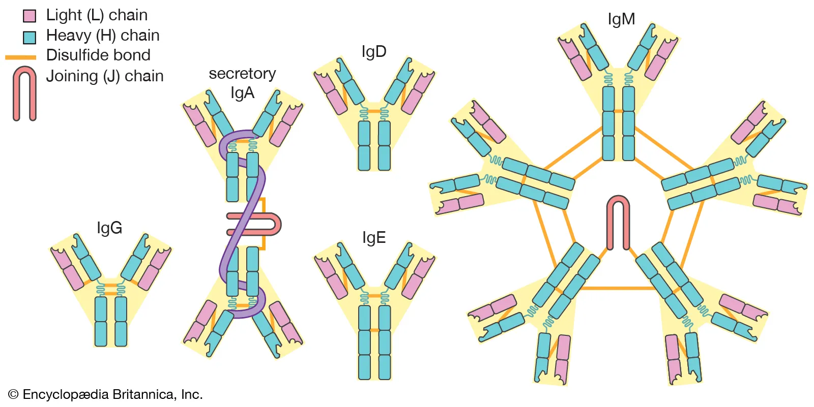 Immunoglobulins