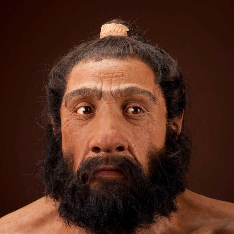 Museum of Natural History in Washington, DC, has a lifelike reconstruction of a Neanderthal from the Shanidar site. Credit: John Gurche (Reconstruction