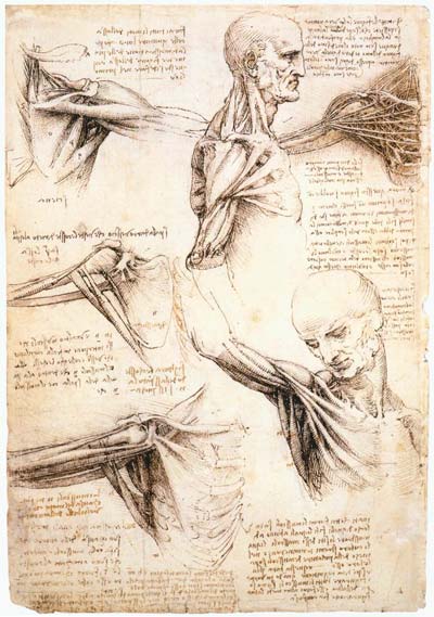 Leonardo da Vinci's anatomical studies of the shoulder.