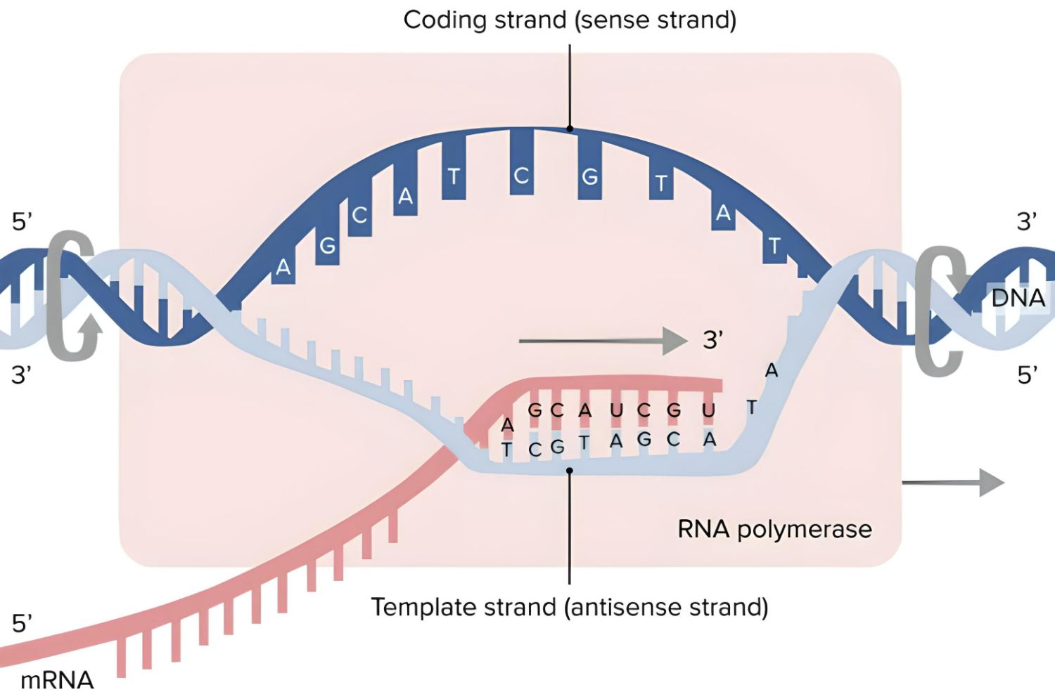 dna arm