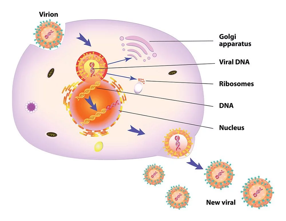 DNA viruses employ the host cell's transcription and translation machinery to spread their genetic material within the host cell.