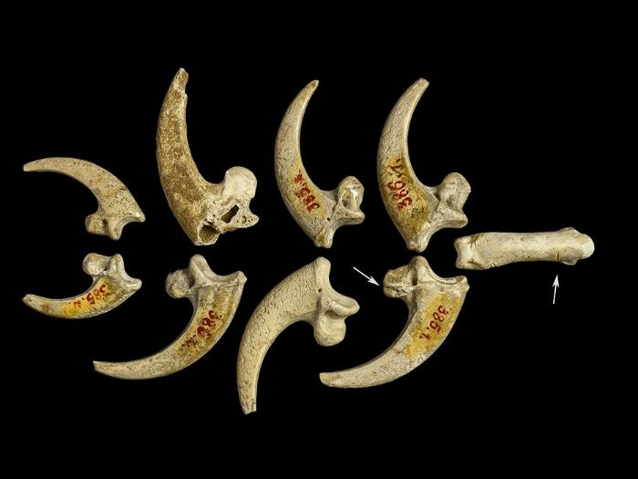 A fossil pair of white-tailed eagle claws were discovered at the Neanderthal site of Krapina in Croatia, and they show signs of having been processed, which makes them a good candidate for adornment.