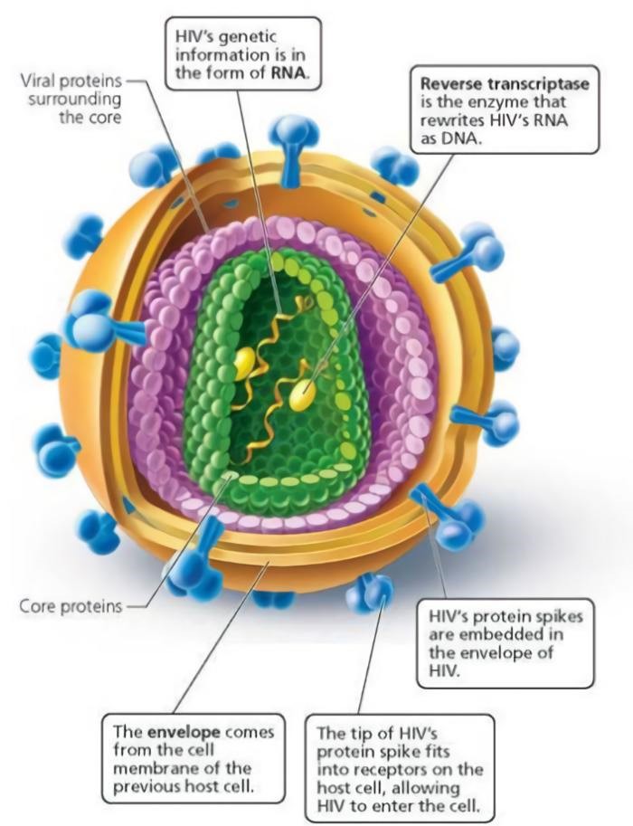 hiv structure 2