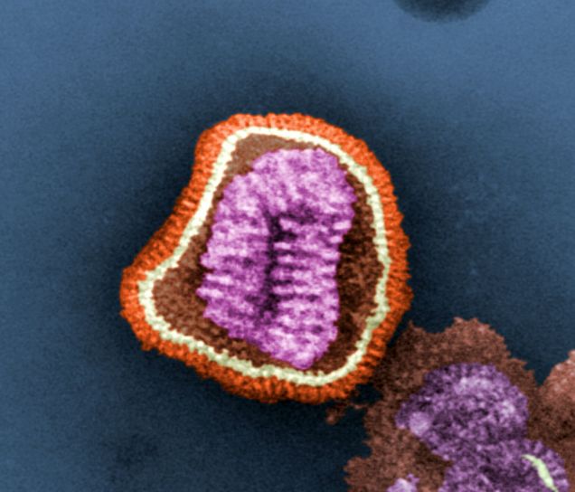 influenza virus