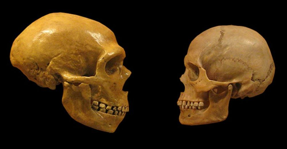 Neanderthals (on the left) and Homo sapiens (right)