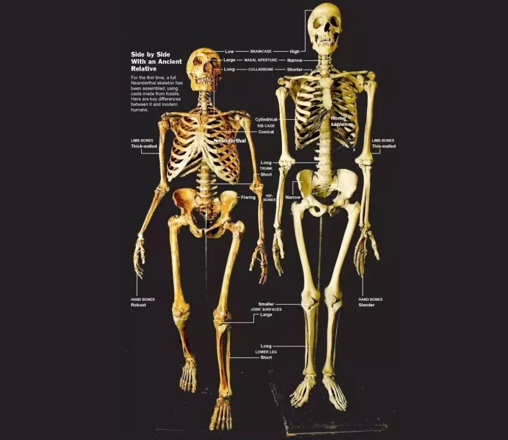 A contemporary human skeleton (right) and a Neanderthal skeleton (left).