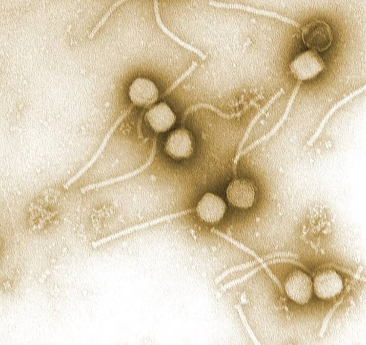 phages