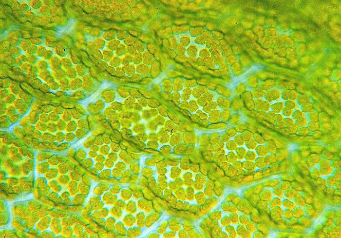 Chloroplasts in leaf cells of the moss Mnium stellare.