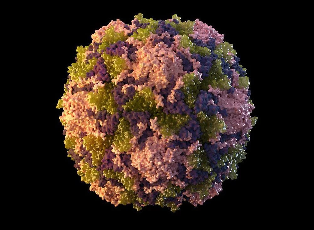 poliovirus 2