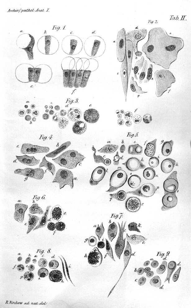 The cell as shown in Rudolf Virchow's cell theory.