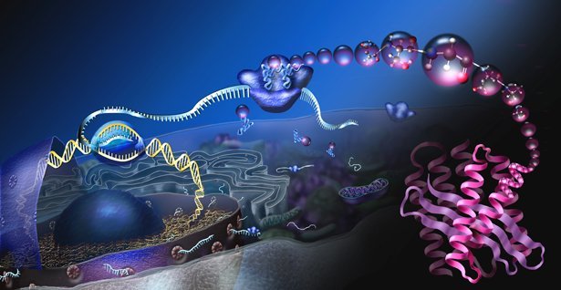 Look inside a complex, eukaryotic cell.