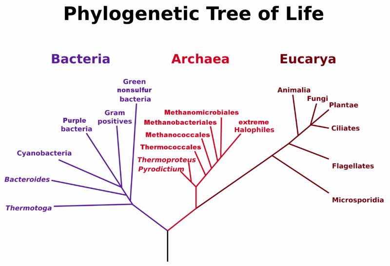 Phylogenetic Tree of Life based on the rRNA analysis by Woese.