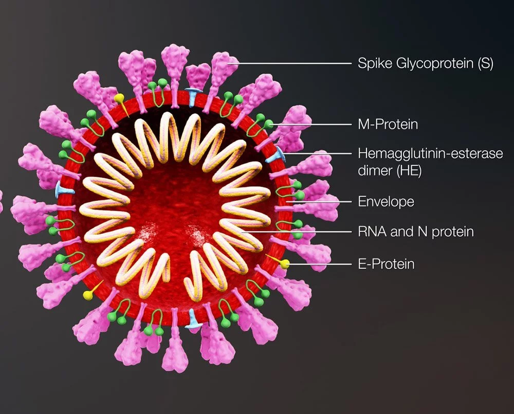 Docking with the host cell is accomplished by the SARS-CoV-2 spike protein on the viral envelope. Credit: medicaldevice-network.com