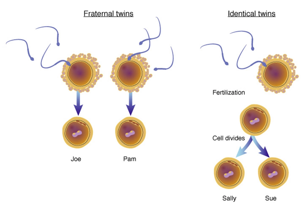 Fraternal twins arise from two different fertilized eggs, whereas identical twins only arise from one fertilized egg.