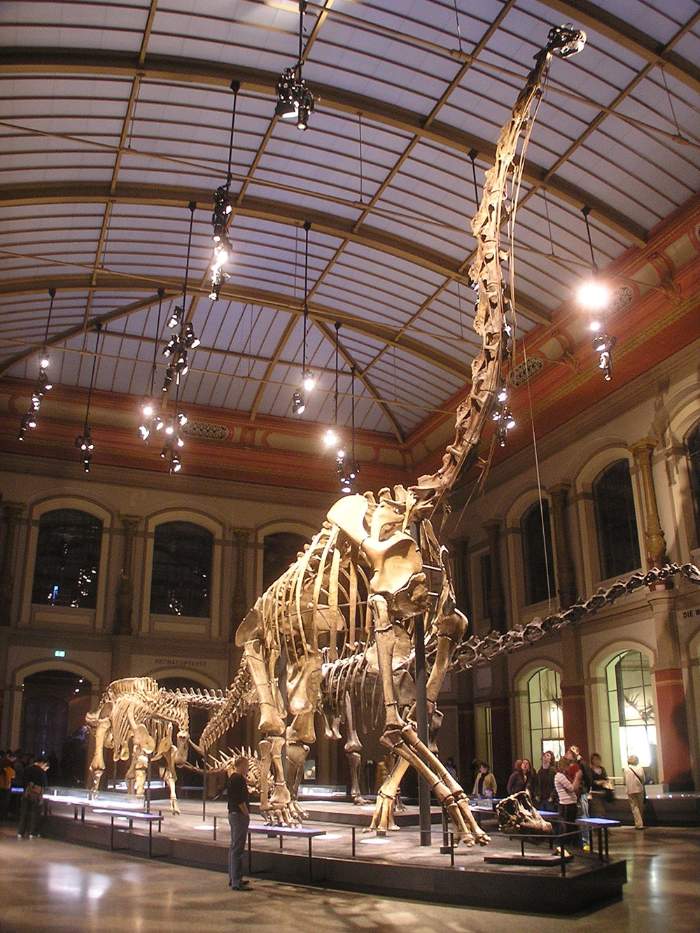 The Giraffatitan brancai in the Berlin Natural History Museum.