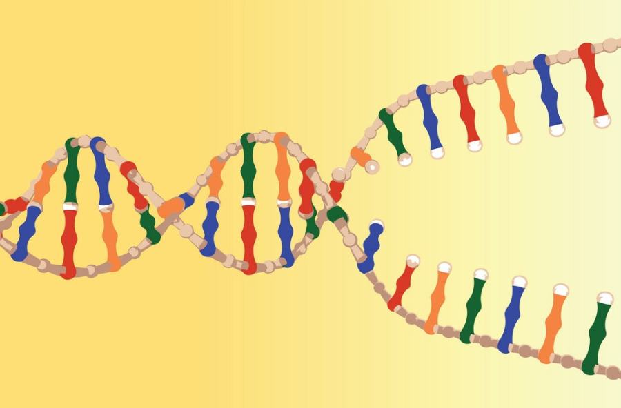 In order for the DNA to be copied the strands must separate