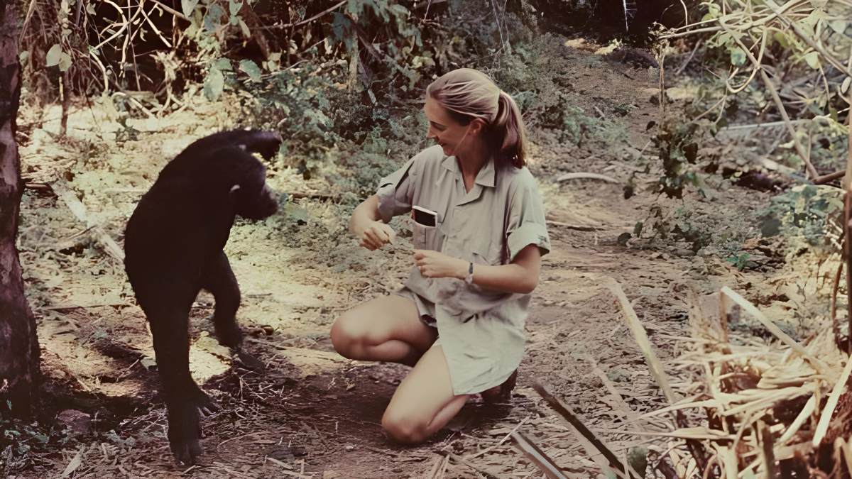 Jane Goodall