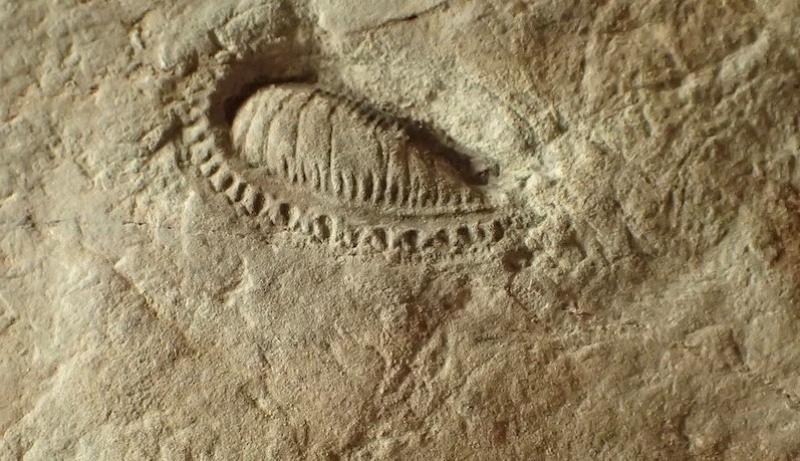 Kimberella fossil from the Ediacaran period.