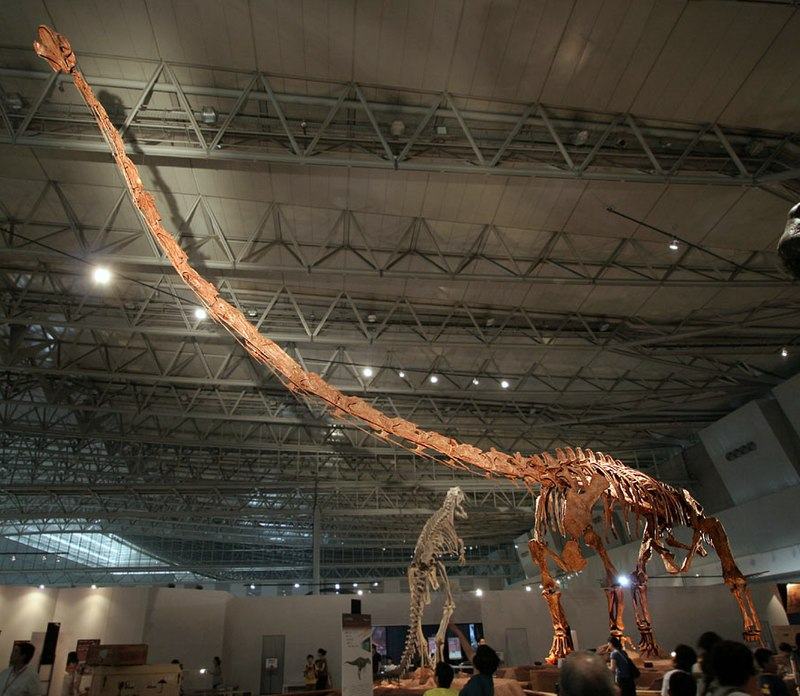 Mounted skeleton of Mamenchisauridae sinocanadorum,