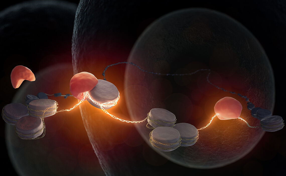 In a fertilized egg cell, the pioneer factor Nr5a2 (red) interacts to the inactive DNA (gray) that is still wrapped around histones. Thereby, it wakes the genome. Essential genes for embryonic development may now be obtained. 