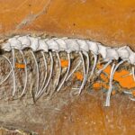 Oldest viviparous snake fossil discovered