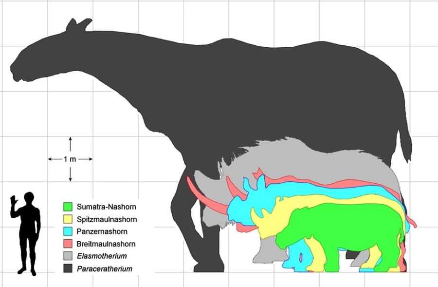 Paraceratherium