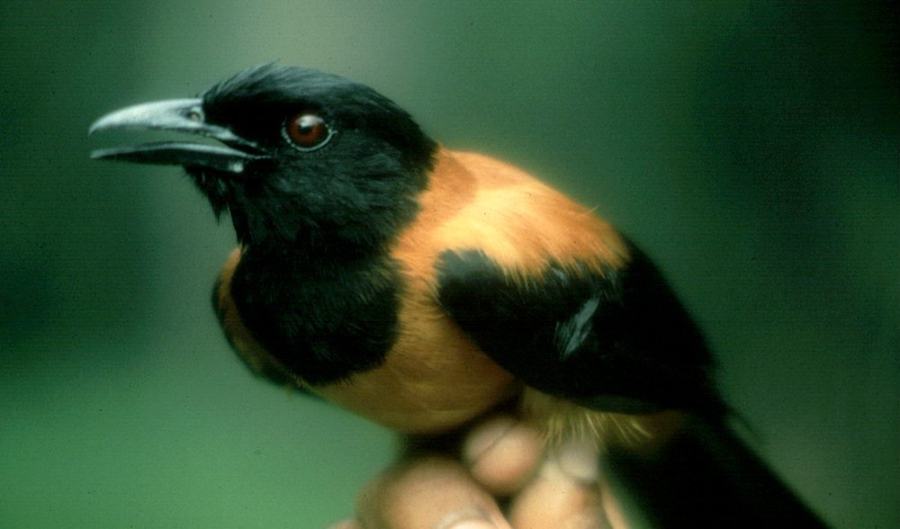 Pitohui bird 1