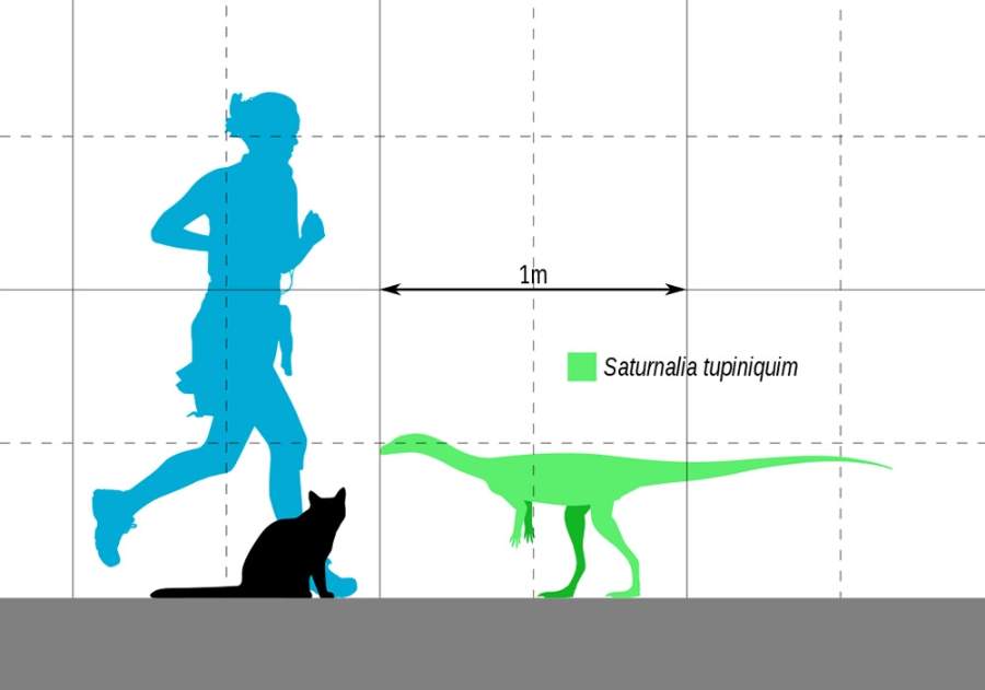 Saturnalia was a tiny ancestor of sauropods.